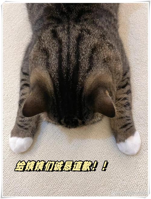 女子开窗逗猫咪，猫咪淡定反瞪，你想干嘛？