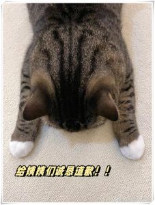 女子开窗逗猫咪，猫咪淡定反瞪，你想干嘛？