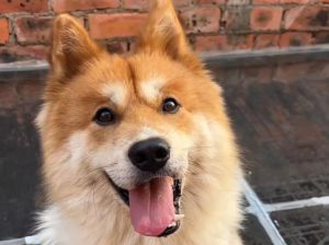 土豆狗狗仙气逼人，田园犬惊艳美，被赞穿越千年的神仙！