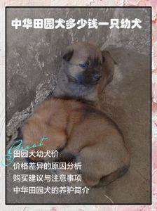 养狗穷三年什么说法_民间说法背后的财富与忠诚观