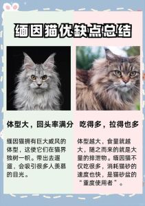 不吉利的猫的特征_黑猫白猫不招霉，老观念是迷信猫是宝