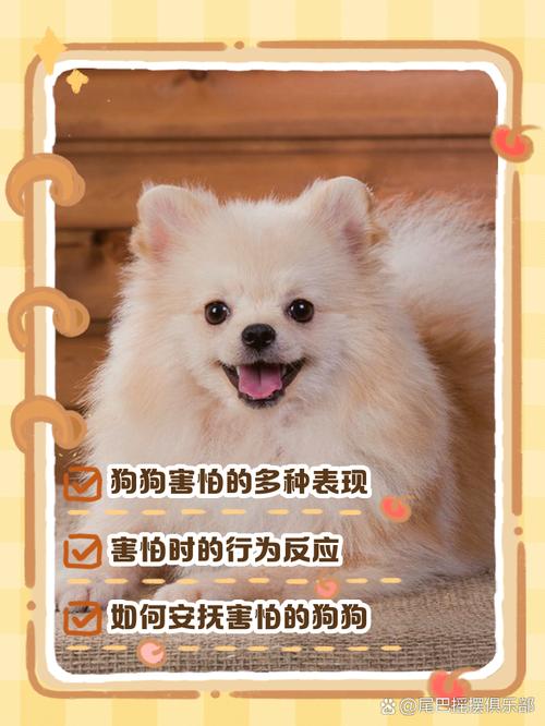 克服怕狗的10个方法_多接触了解，转变观念与狗和谐相处