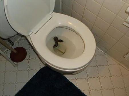 住在几楼马桶会有蛇_拍照急救送医，夜间开灯保安全