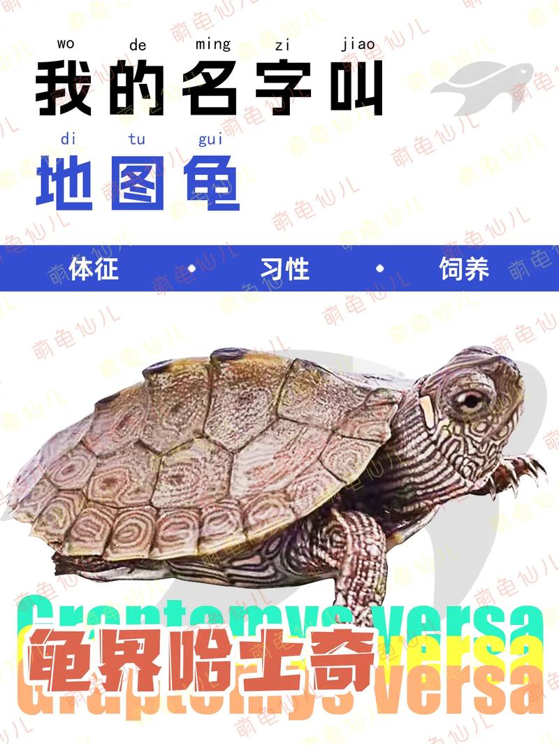 地图龟怎么养_地图龟需大空间好水质，认主人寿命长，是长期责任