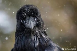 渡鸦的智商相当于几岁_渡鸦智商堪比5岁孩童，记忆力超群还懂策略！