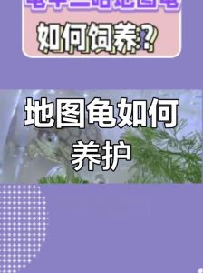地图龟怎么养_地图龟需大空间好水质，认主人寿命长，是长期责任