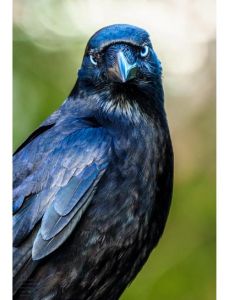 渡鸦是猛禽吗_聪明杂食的禽类猛兽，挑战猛禽分类