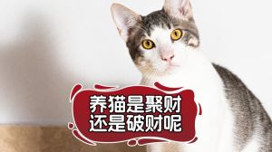 养了猫之后一直破财_揭秘五种耗财猫，哪种最克财运？