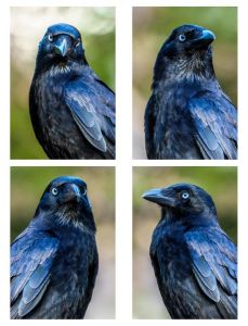 渡鸦的外形特征_勇猛渡鸦显神通