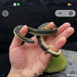 蛇宠在哪能看见_新手友好，关注蛇类保护