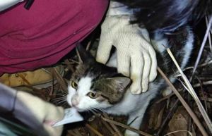 把猫放生了会有报应吗_选对对象避灾祸