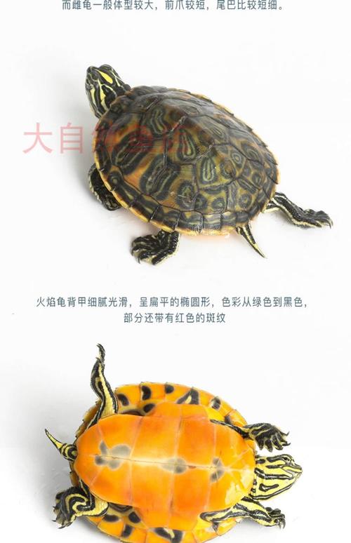 家养宠物龟什么品种好_草龟甜甜圈龟等品种介绍 家养宠物龟什么品种好_草龟甜甜圈龟等品种介绍
