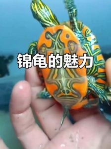 互动性最强的龟是什么品种_互动性强，认主好养，趣味十足的几种宠物龟