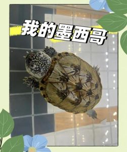 互动性强的宠物龟_窄桥蛋龟黄缘闭壳龟等