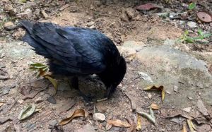 渡鸦怎么养不会飞走_选健康活泼渡鸦当宠物，饮食均衡环境洁，互动社交是关键