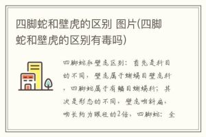 蜥蜴目和有鳞目区别_有鳞目分类全解析
