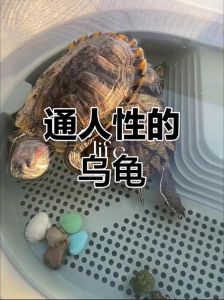那种龟互动好_养龟互动性强？10种爱亲近的龟种！