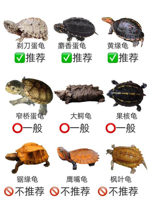 什么龟互动性最好_麝香龟，便宜好养，水中游，好看！
