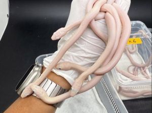 蛇宠成体推荐_玉米蛇王蛇饲养要点