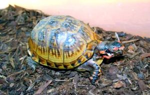 互动性好的龟_龟种不同互动各异，耐心喂食增亲密