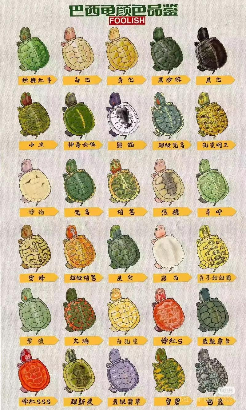 宠物龟养什么品种好_草龟巴西龟花龟等,简单治愈,带来宁静陪伴 宠物龟养什么品种好_草龟巴西龟花龟等,简单治愈,带来宁静陪伴