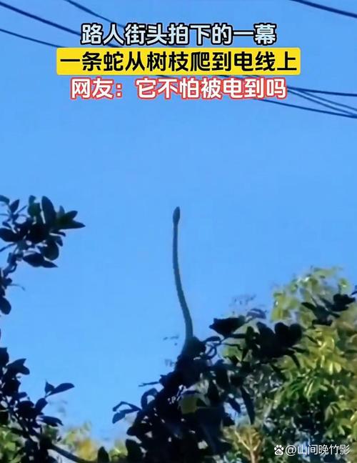 蛇拦路为什么那么灵_科学解读与民间智慧 蛇拦路为什么那么灵_科学解读与民间智慧