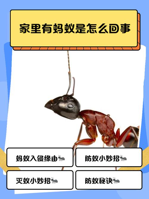 怎么才能知道蚂蚁从哪来的_蚂蚁进家怎么治？简单方法除蚂蚁！