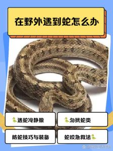 无证养蛇会坐牢吗_养蛇违法坐牢？关键看是否触犯法律红线！