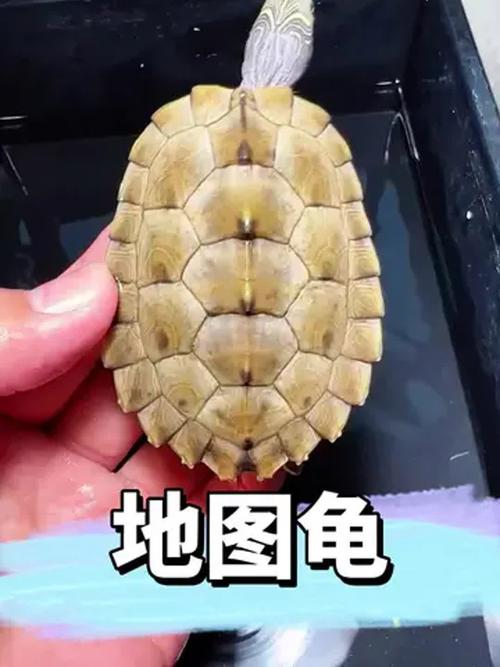 地图龟怎么养_地图龟需大空间好水质，认主人寿命长，是长期责任