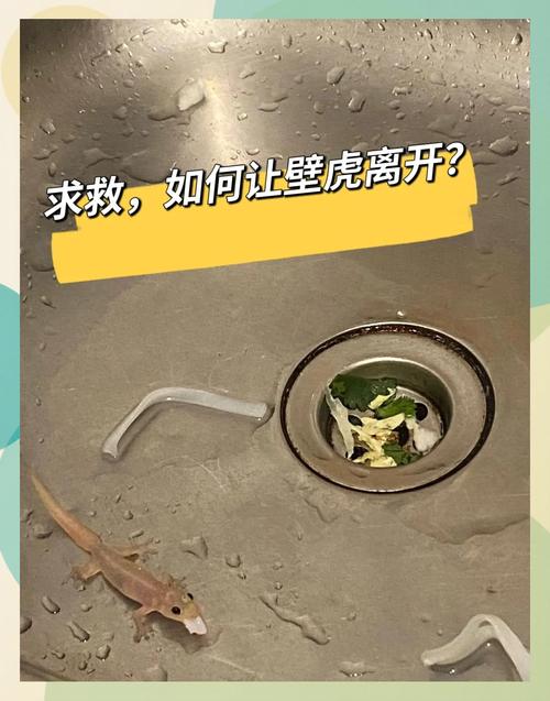 壁虎进卫生间怎么给他找出来_光声驱赶樟脑丸，保持卫生远离害虫
