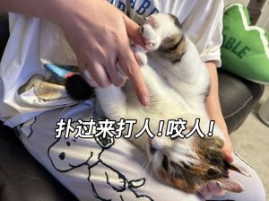 打了猫猫能记仇多久_别打猫！短期记不住，暴力只会让它怕你，长期还可能出心理问题