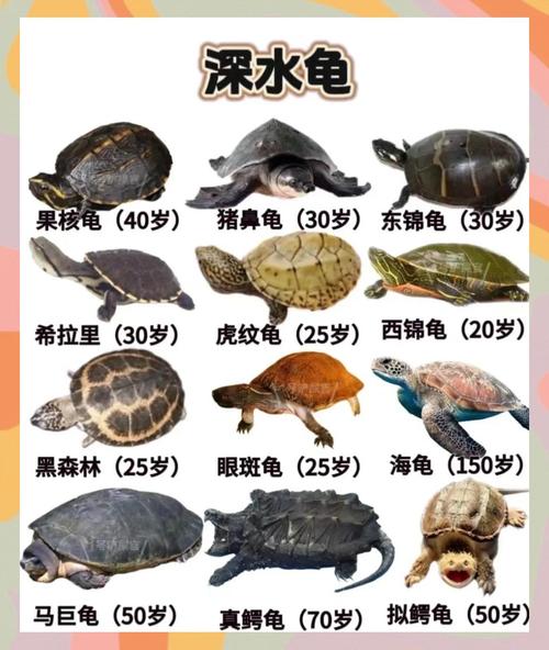 宠物龟分类_养乌龟需了解水陆陆龟习性,别盲目放生 宠物龟分类_养乌龟需了解水陆陆龟习性,别盲目放生