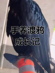 二手渡鸦好认主吗_渡鸦聪明会用工具，懂社交，养它要耐心