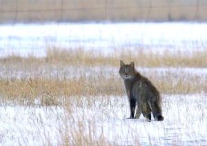 甘肃红外相机拍珍稀荒漠猫，国家一级保护动物影像增多
