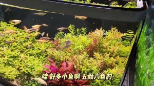 新手必入养不死观赏鱼_斑马鱼迷你鹦鹉玛丽球咖啡鼠黑尾大勾，色彩活泼易养！