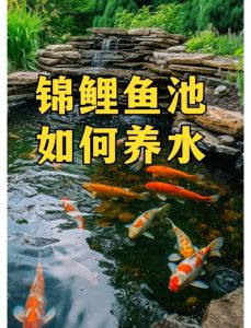 在家怎么养鱼才能养活_水温溶氧喂食与水质全攻略