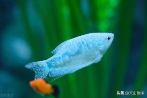十大适合懒人养的淡水鱼_养鱼乐趣多,选对鱼儿生活轻松! 十大适合懒人养的淡水鱼_养鱼乐趣多,选对鱼儿生活轻松!