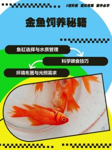 家用鱼缸养金鱼需要一直供氧吗_何时必须何时可选，安全养鱼指南