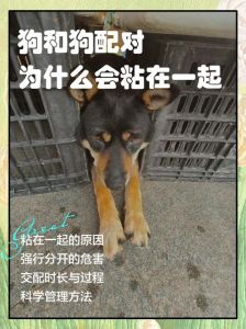 同一窝狗配种的好处和坏处_警惕！同窝狗配种风险大，易致遗传病难产，科学配对更健康！
