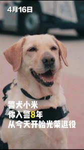 不合格警犬待领养 审核严格盼温柔对待