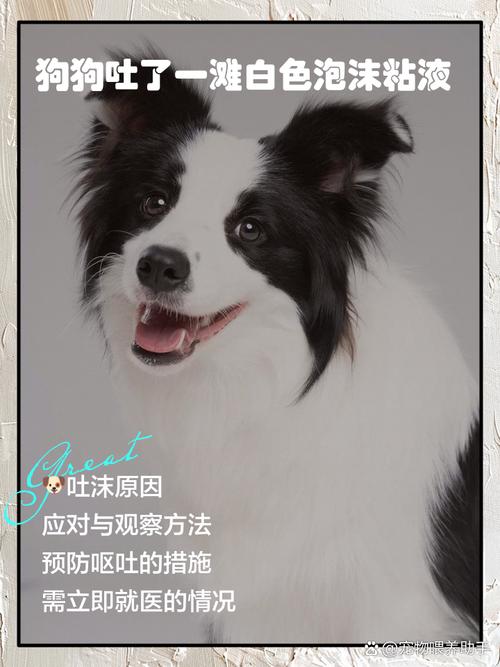 狗狗呕吐白沫粘液图片_狗狗吐白沫要当心！速查原因送医，别耽误！