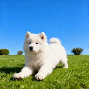 我们养了5年的狗狗好像要没了_狗狗五年未接种疫苗有风险，宠物安全需重视