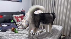 狗狗发情第几天最容易受孕_时间要点与注意事项