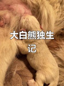 可怜大白熊遭遗弃却依然微笑，被好心人救助后重获幸福