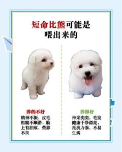 养狗三大忌讳_食品安全行为训练与健康管理全攻略