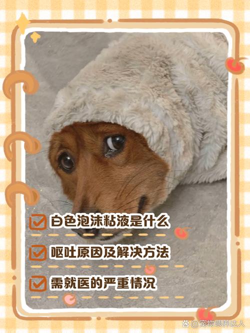 狗狗呕吐白沫粘液图片_狗狗吐白沫要当心！速查原因送医，别耽误！