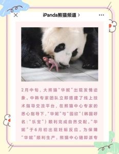 上海野生动物园，霞姐科普小熊猫，近距离观察独特习性
