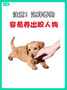 养狗对人的巨大危害_养狗开销大又费心，健康安全也需注意