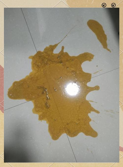 狗狗呕吐白沫粘液图片_狗狗吐白沫要当心！速查原因送医，别耽误！