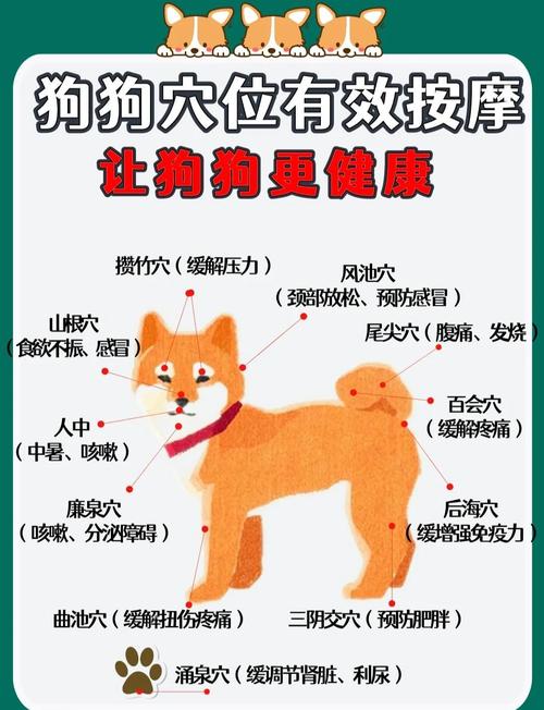 狗摸哪里最温顺_狗狗喜欢被抚摸头部和下巴，轻柔梳顺能感到安全，洗澡水温要适中，是否同睡因狗而异